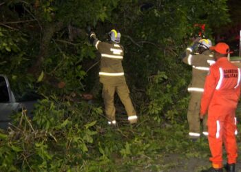 Queda de árvore interdita trecho de pista ao lado do Dique do Tororó e deixa feridos em Salvador