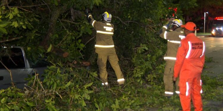 Queda de árvore interdita trecho de pista ao lado do Dique do Tororó e deixa feridos em Salvador