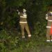 Queda de árvore interdita trecho de pista ao lado do Dique do Tororó e deixa feridos em Salvador