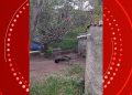 Homem é preso após invadir casa, matar cachorro e furtar pertences na Bahia