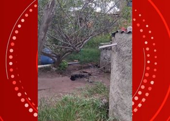 Homem é preso após invadir casa, matar cachorro e furtar pertences na Bahia