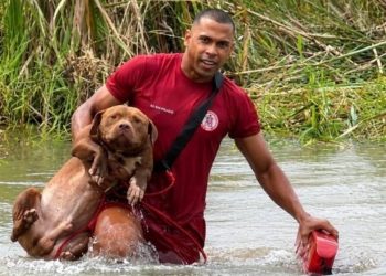 Pitbulls ilhados em lagoa por cerca de 24 horas são resgatados por bombeiros no extremo sul da Bahia