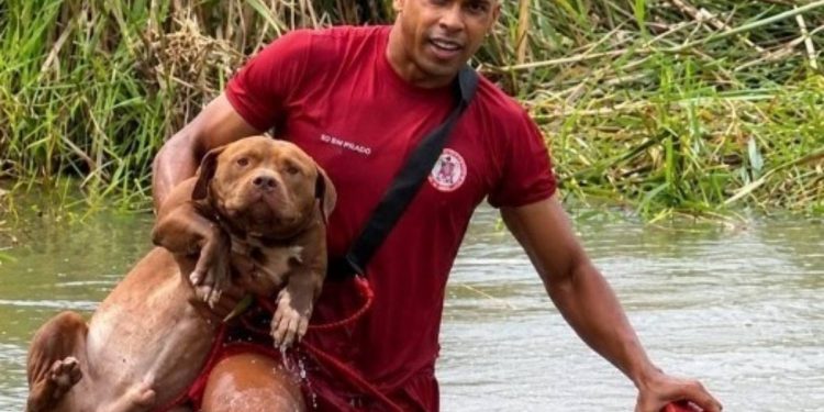 Pitbulls ilhados em lagoa por cerca de 24 horas são resgatados por bombeiros no extremo sul da Bahia